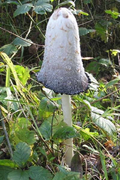 FH_AUC_0046_IX1090.jpg - Geschubde inktzwam, Coprinus comatus