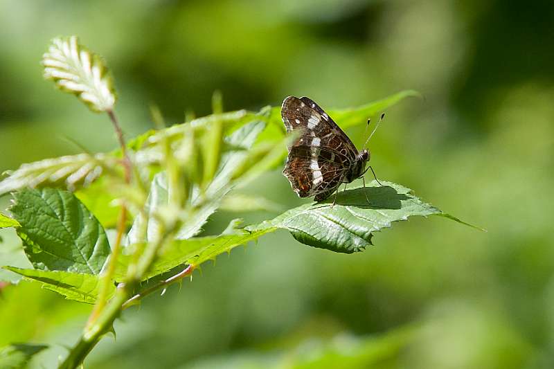 FH_100728_14233.jpg - Araschnia levana; Landkaartje (zomervorm)