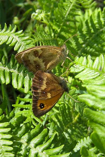 FH_100801_IX1436.jpg - Pyronia tithnonus (Oranje zandoogje) - parend