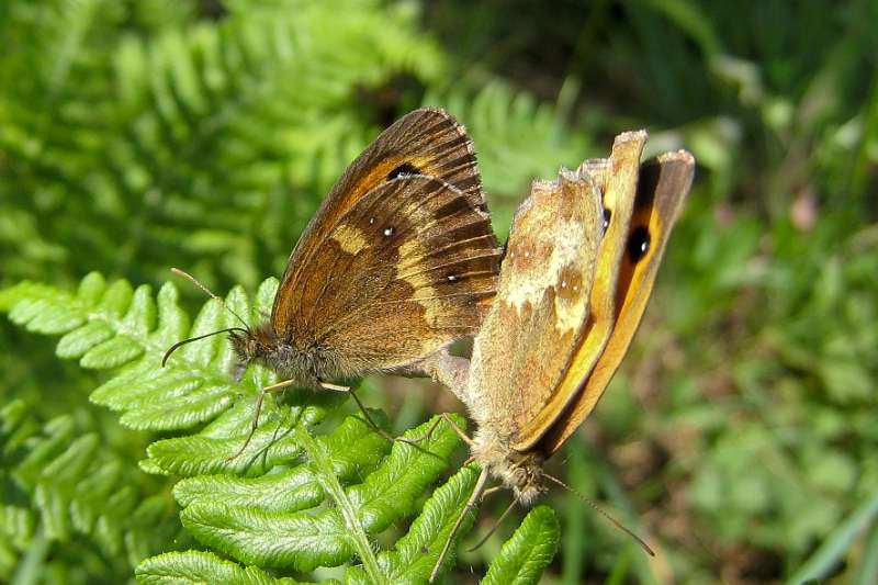 FH_100801_IX1438.jpg - Pyronia tithnonus (Oranje zandoogje) - parend