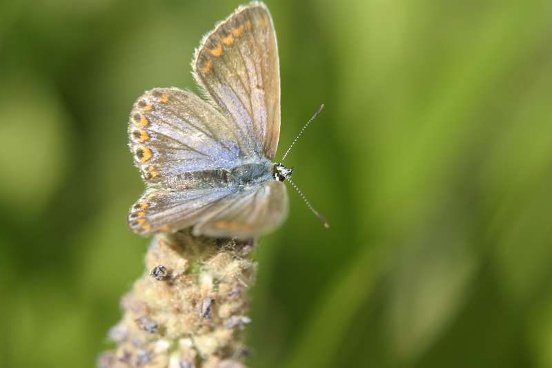 FH_BUT_0001.jpg - Polyommatus icarus (Icarus blauwtje) - male