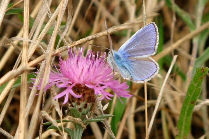 FH_BUT_0004.JPG - Polyommatus icarus (Icarus blauwtje) - female