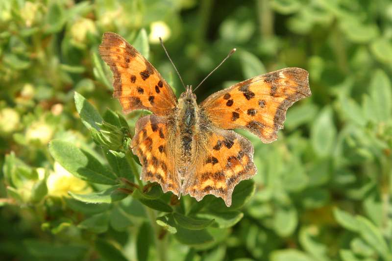 FH_BUT_0006.JPG - Polygonia C-album (gehakkelde aurelia)