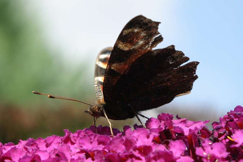 FH_BUT_0007.jpg - Vanessa atalanta (Schoenlapper - Admiraal vlinder)