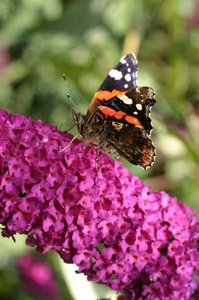 FH_BUT_0008.JPG - Vanessa atalanta (Schoenlapper - Admiraal vlinder)