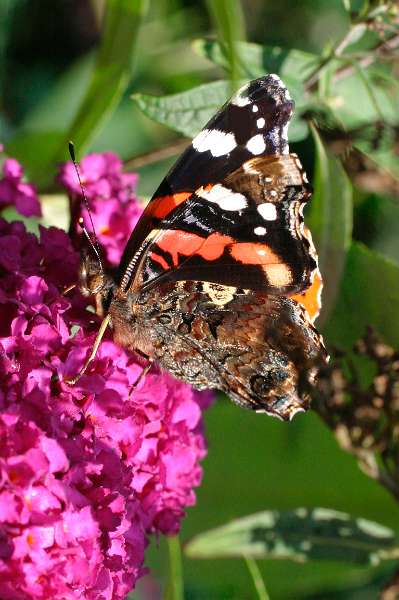 FH_BUT_0009.JPG - Vanessa atalanta (Schoenlapper - Admiraal vlinder)