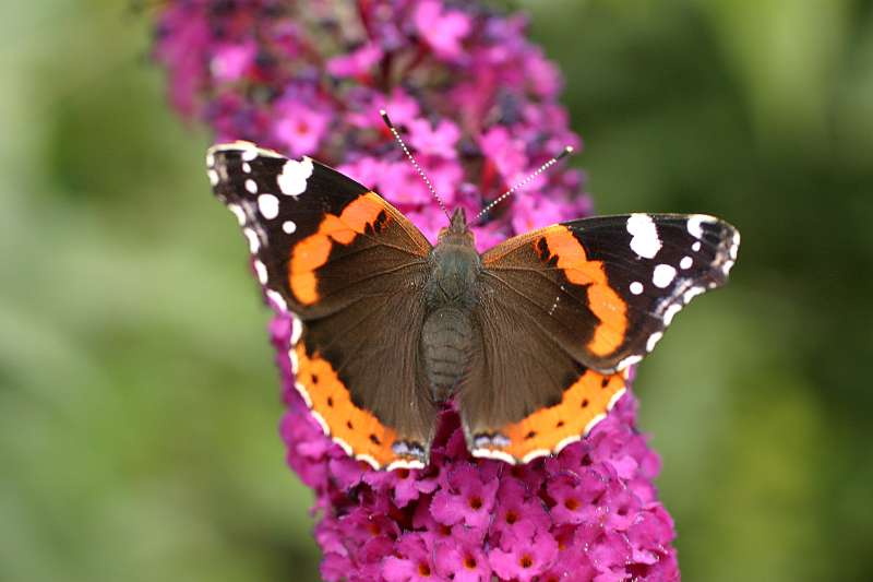 FH_BUT_0010.JPG - Vanessa atalanta (Schoenlapper - Admiraal vlinder)