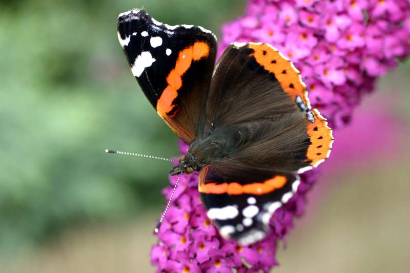 FH_BUT_0011.JPG - Vanessa atalanta (Schoenlapper - Admiraal vlinder)