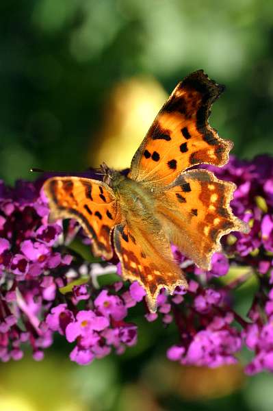 FH_BUT_0012.JPG - Polygonia C-album (gehakkelde aurelia)