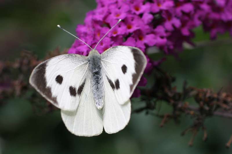 FH_BUT_0013.JPG - Pieris brassicae (Groot Koolwitje)