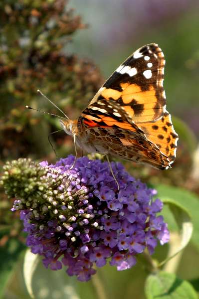 FH_BUT_0018.JPG - Vanessa cardui (Distelvlinder)