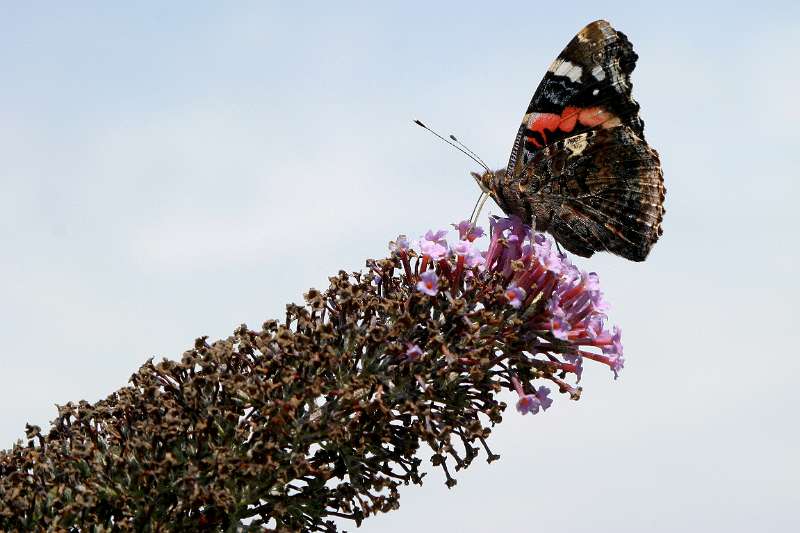 FH_BUT_0020.JPG - Vanessa atalanta (Schoenlapper - Admiraalvlinder)