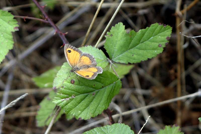 FH_BUT_0021.JPG - Pyronia tithnonus (Oranje zandoogje)