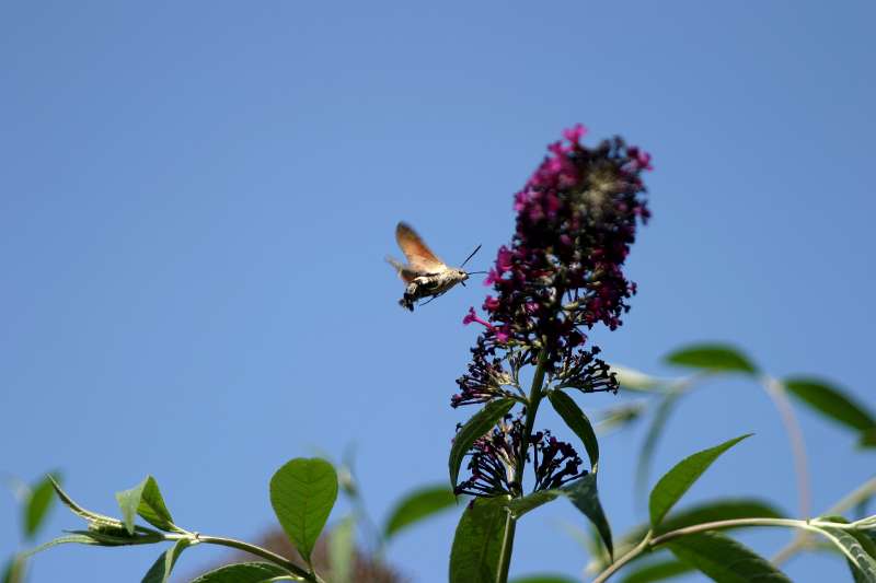 FH_BUT_0028.JPG - Macroglossum stellatarum (Kolibrivlinder)