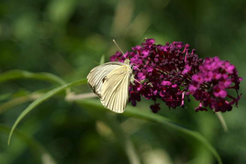 FH_BUT_0029.JPG - Pieris brassicae (Groot Koolwitje)