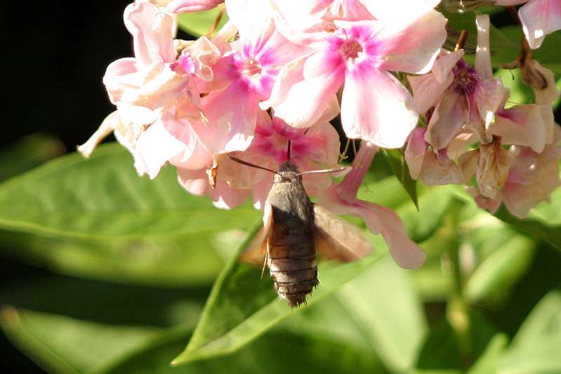 FH_BUT_0030.JPG - Macroglossum stellatarum (Kolibrivlinder)