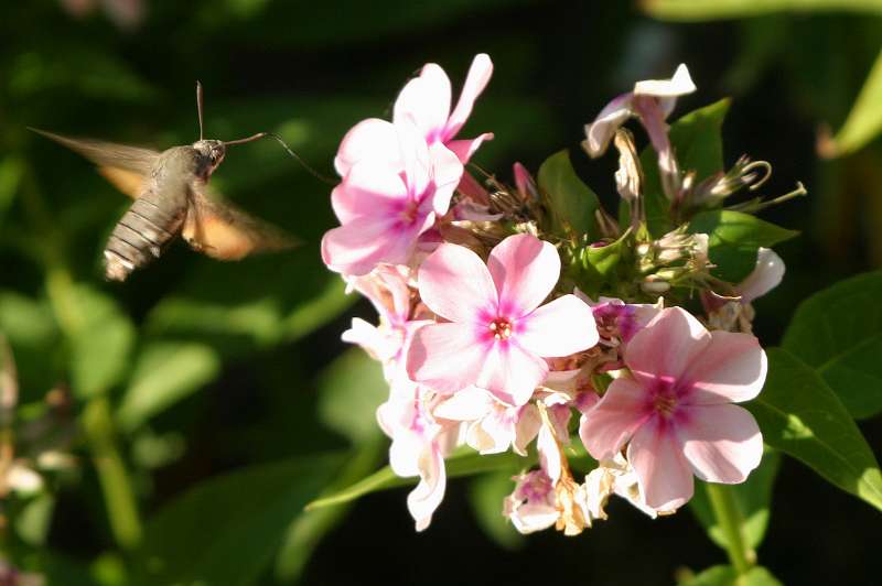 FH_BUT_0034.JPG - Macroglossum stellatarum (Kolibrivlinder)