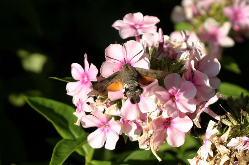 FH_BUT_0035.JPG - Macroglossum stellatarum (Kolibrivlinder)