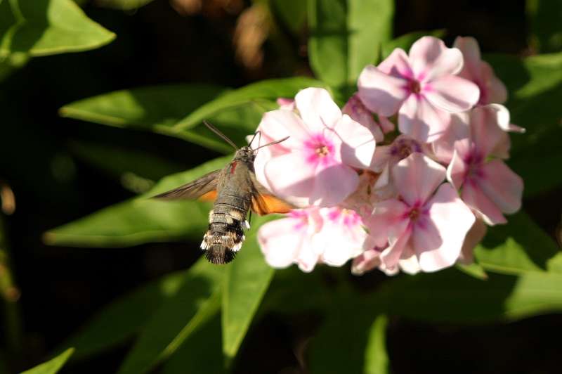 FH_BUT_0036.JPG - Macroglossum stellatarum (Kolibrivlinder)