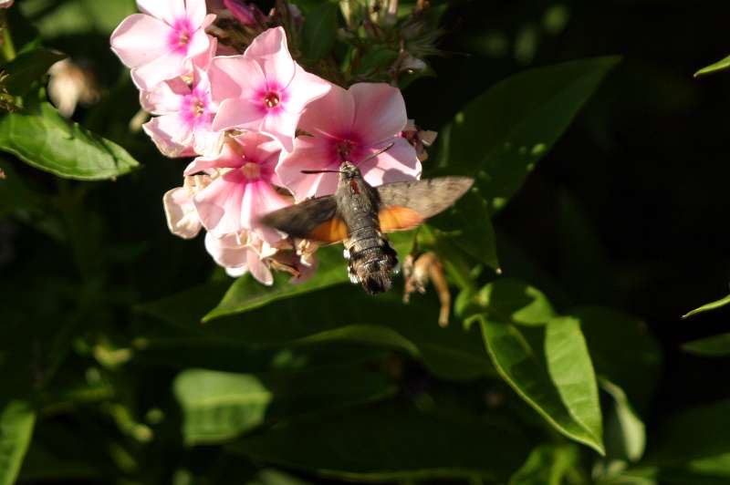 FH_BUT_0037.JPG - Macroglossum stellatarum (Kolibrivlinder)