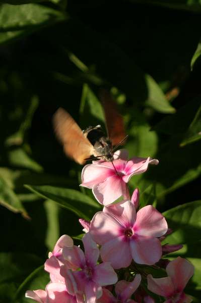 FH_BUT_0038.JPG - Macroglossum stellatarum (Kolibrivlinder)