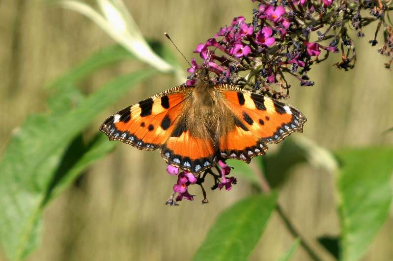 FH_BUT_0042.JPG - Aglais urticae (Kleine vos)