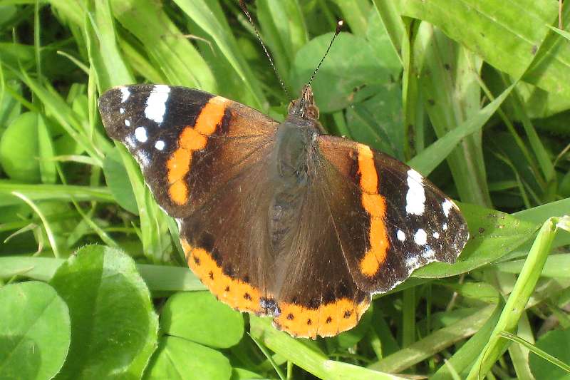 FH_BUT_0044_IX0724.jpg - Vanessa atalanta (Schoenlapper - Admiraal vlinder)