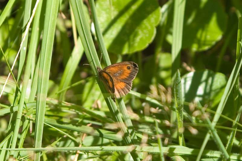 FH_BUT_0046_1885.jpg - Pyronia tithnonus (Oranje zandoogje)