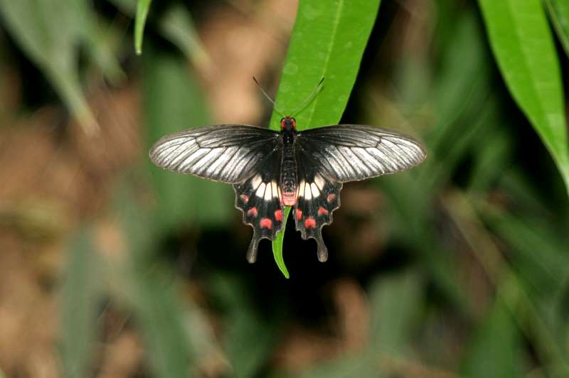 FH_BUT_0051_2408.jpg - Papilio polytes