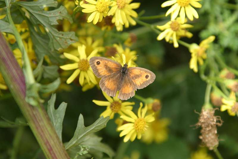 FH_BUT_0055_4085.jpg - Pyronia tithonus (oranje zandoogje)