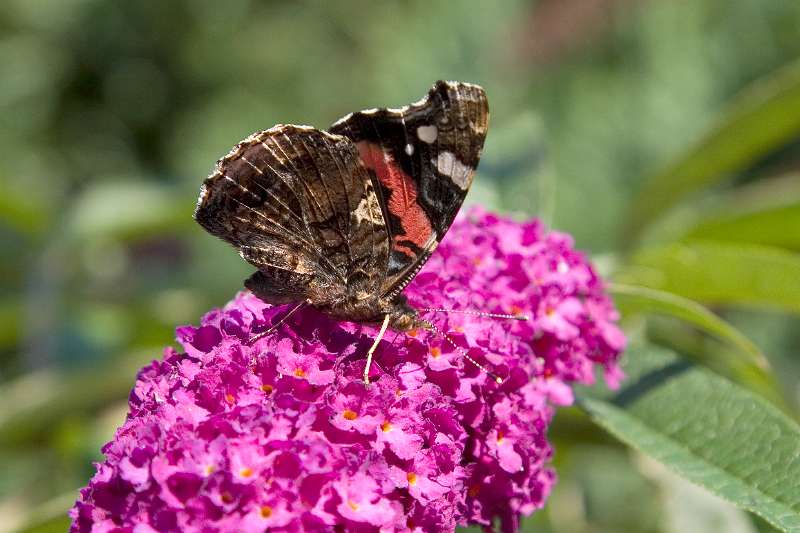 FH_BUT_0061_4250.jpg - Vanessa atalanta (Schoenlapper - Admiraal vlinder)