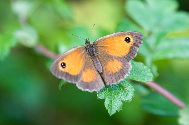 FH_BUT_0072_6002.jpg - Pyronia tithnonus (Oranje zandoogje)