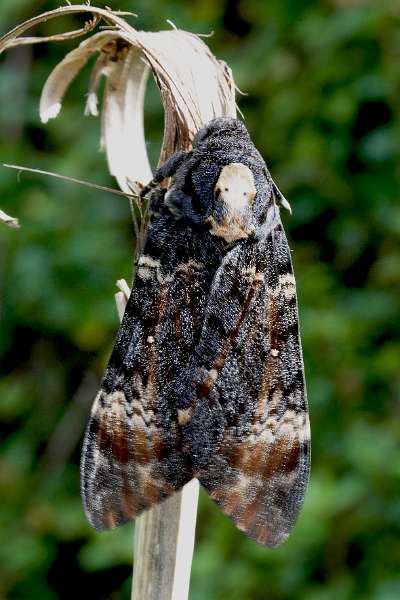 FH_BUT_0106_8772.jpg - Acherontia atropos; Doodshoofdvlinder