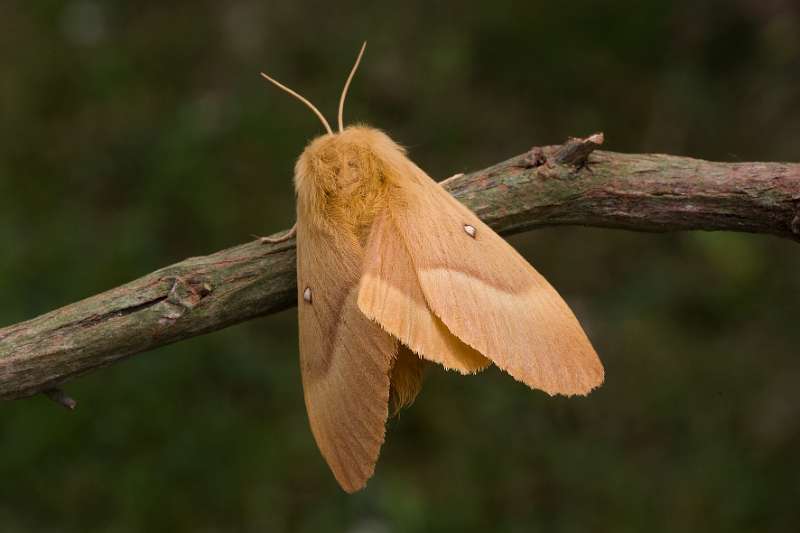 FH_BUT_0109_8781.jpg - Lasiocampa quercus; Hageheld