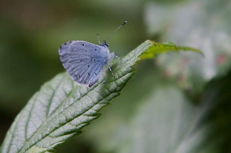 FH_BUT_0121_8813.jpg - Celastrina argiolus; Boomblauwtje