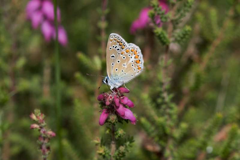 FH_BUT_0133_8833.jpg - Polyommatus icarus; Icarusblauwtje (female)