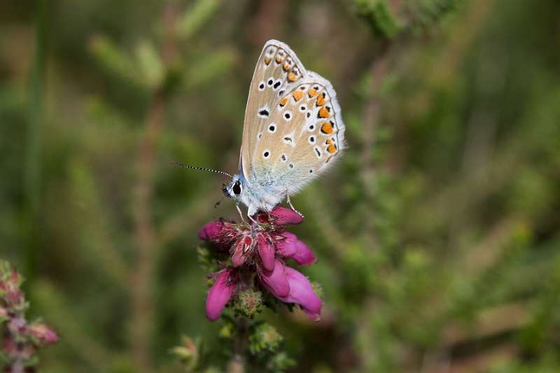 FH_BUT_0135_8835.jpg - Polyommatus icarus; Icarusblauwtje (female)