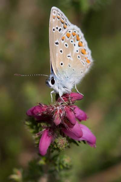 FH_BUT_0136_8839.jpg - Polyommatus icarus; Icarusblauwtje (female)