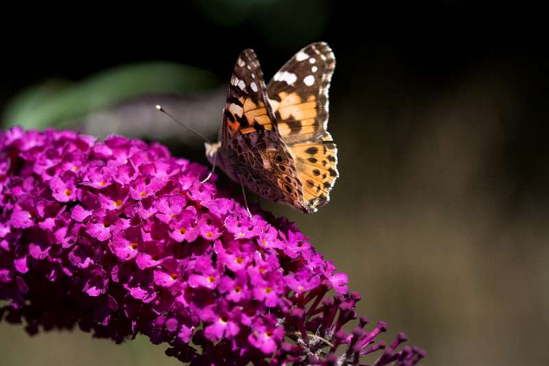 FH_BUT_0137_8846.jpg - Vanessa cardui; Distelvlinder