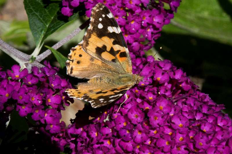 FH_BUT_0141_8851.jpg - Vanessa cardui; Distelvlinder