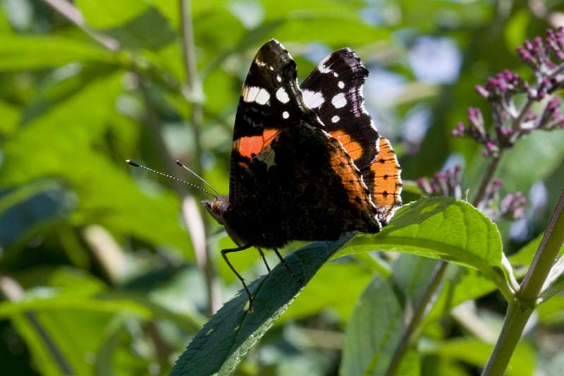 FH_BUT_0143_8857.jpg - Vanessa atalanta; Schoenlapper - Admiraalvlinder