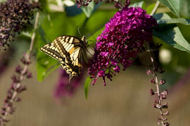 FH_BUT_0148_9079.jpg - Papilio machaon - Koninginnepage