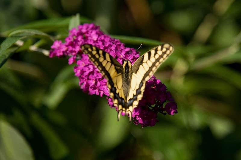 FH_BUT_0149_9083.jpg - Papilio machaon - Koninginnepage