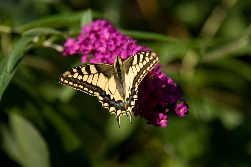 FH_BUT_0150_9084.jpg - Papilio machaon - Koninginnepage