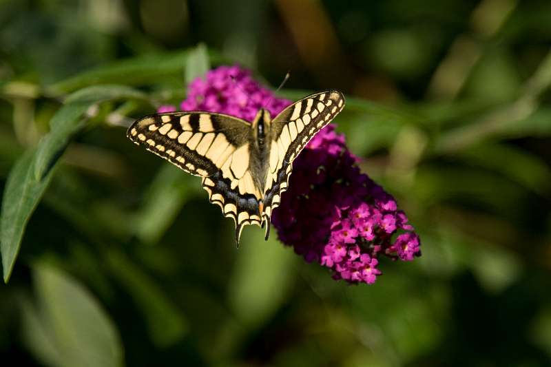 FH_BUT_0151_9085.jpg - Papilio machaon - Koninginnepage