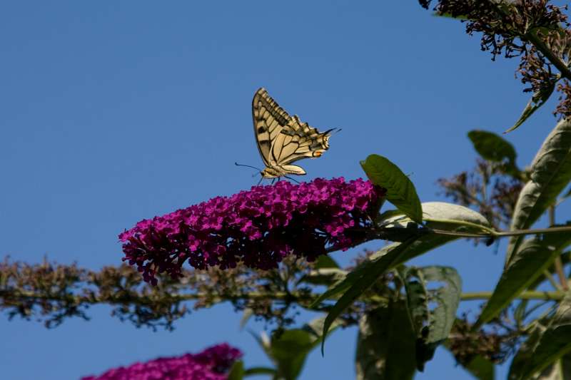 FH_BUT_0152_9088.jpg - Papilio machaon - Koninginnepage