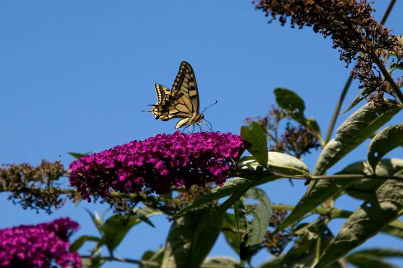 FH_BUT_0153_9091.jpg - Papilio machaon - Koninginnepage