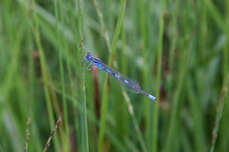 FH_090721_8736.jpg - Coenagrion puella; azuurwaterjuffer