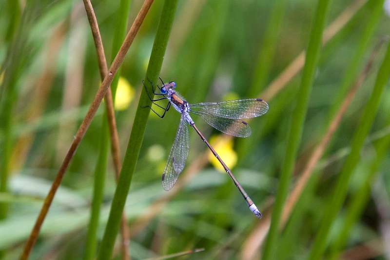 FH_090721_8738.jpg - Lestes sponsa; gewone pantserjuffer