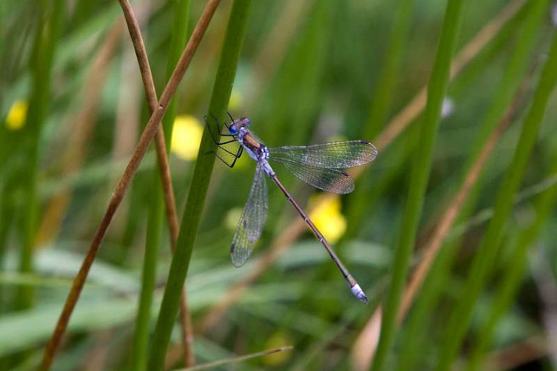 FH_090721_8739.jpg - Lestes sponsa; Gewone pantserjuffer